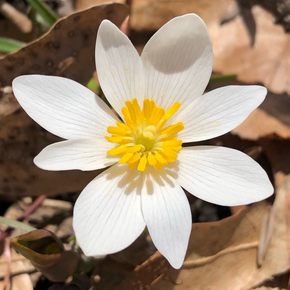 Meet your Posher, Paulina